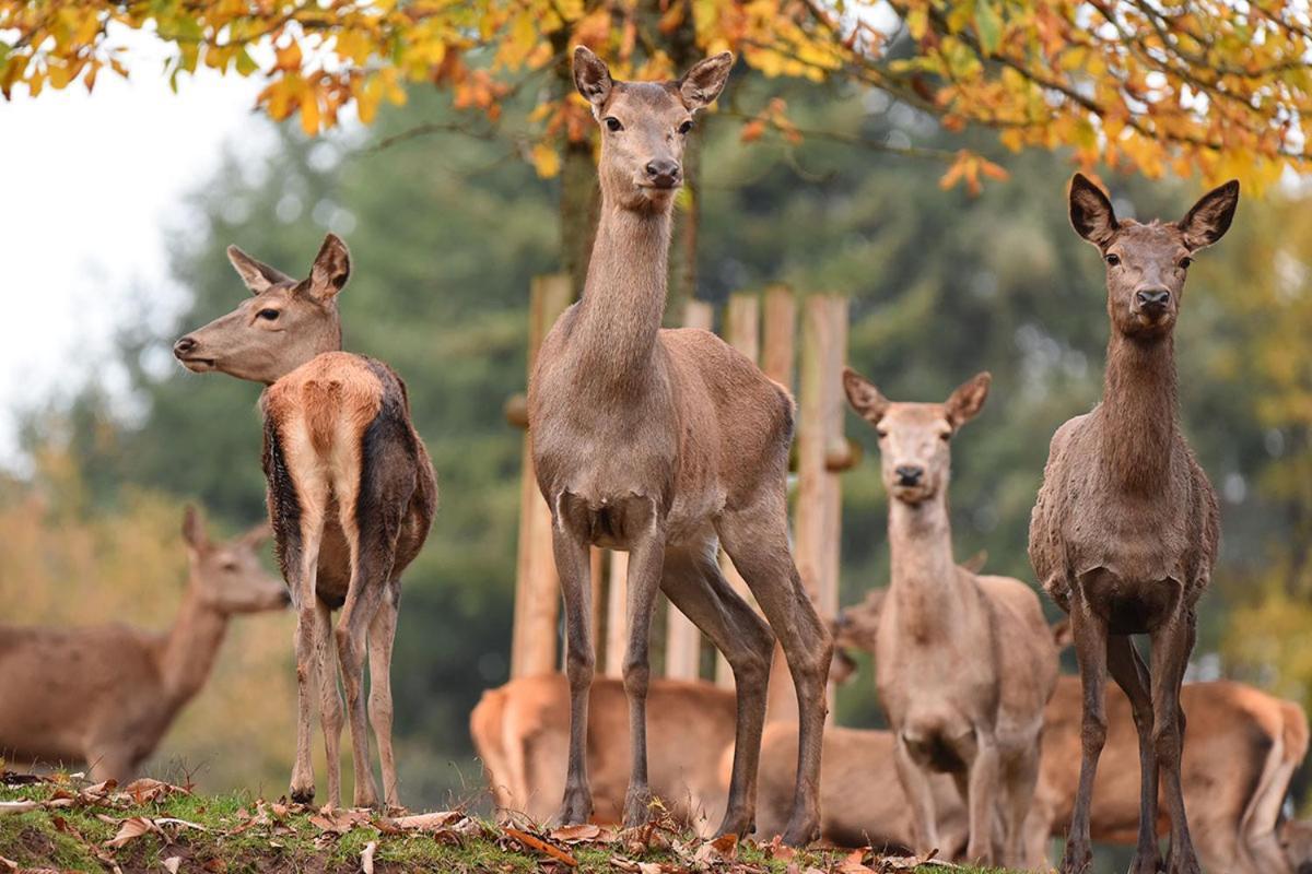 Schöne Mitten Im Pfälzerwaldgebiet Leimen (Palatinate)
