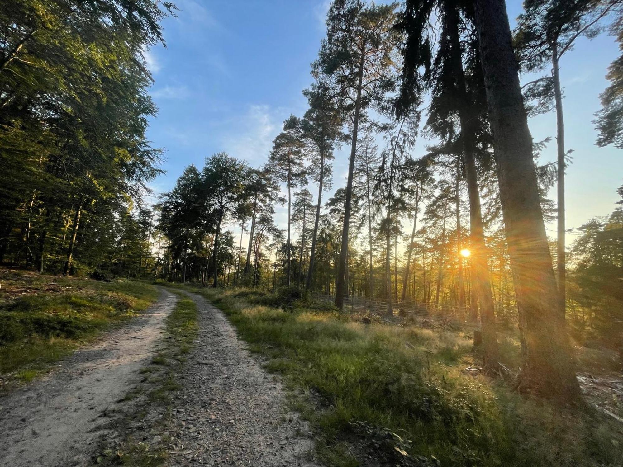 Schöne Mitten Im Pfälzerwaldgebiet *